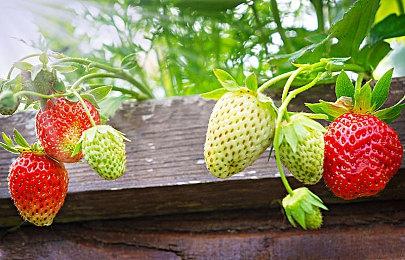 《GTA6》预告片首日播放量破4.75亿次创纪录